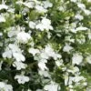 Laguna® White Lobelia -Annual Plants Popular Shop laguna white lobelia plant 1109 detail