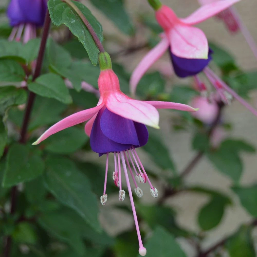 Lambada Fuchsia Plant 3 Lambada Fuchsia Plant