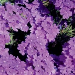 Lanai® Blue Verbena Plant