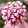 Lanai® Candy Cane Verbena Plant -Annual Plants Popular Shop lanai candy cane verbena plant 2101 detail