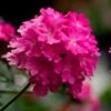 Lanai® Deep Pink Verbena Plant 2 Lanai® Deep Pink Verbena Plant -Annual Plants Popular Shop lanai deep pink verbena 2285 detail