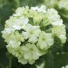 Lanai® Compact Lime Green Verbena Plant 1 Lanai® Compact Lime Green Verbena Plant -Annual Plants Popular Shop lanai lime green verbena plant 900 detail