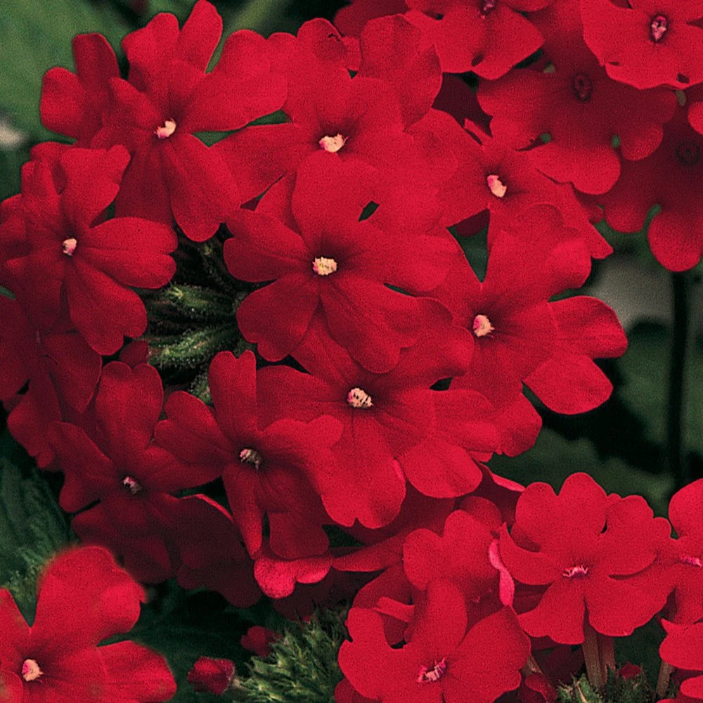 Lanai® Red Verbena Plant 3 Lanai® Red Verbena Plant