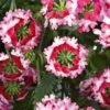 Lanai® Twister Red Verbena Plant 2 Lanai® Twister Red Verbena Plant -Annual Plants Popular Shop lanai twister red verbena plant 1850 detail