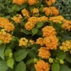 Landscape Bandana® Gold Lantana Plant -Annual Plants Popular Shop landscape gold lantana plant 467 detail