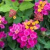 Bandana® Cherry Lantana Plant -Annual Plants Popular Shop lantana bandana cherry improved plant 583 detail