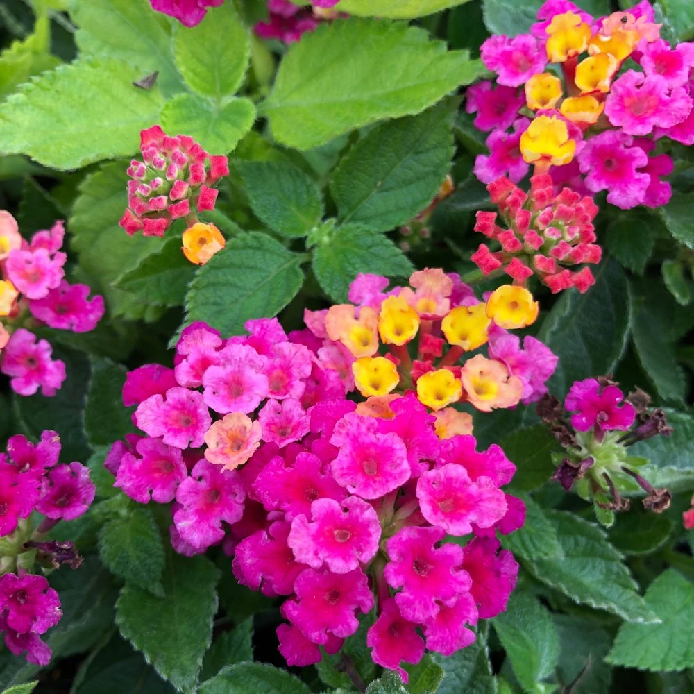 Bandana® Cherry Lantana Plant 3 Bandana® Cherry Lantana Plant