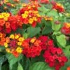 Bandana® Red Lantana Plant 2 Bandana® Red Lantana Plant -Annual Plants Popular Shop lantana plant bandana red 700 detail