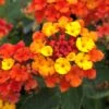 Fireworks Lantana Plant -Annual Plants Popular Shop lantana plant fireworks 622 detail