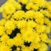 Lantern Glow Perennial Mum Plant -Annual Plants Popular Shop lantern glow perennial mum plant 333 detail