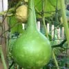 Large Bottle Gourd -Annual Plants Popular Shop large bottle gourd plant 927 detail