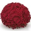 Belgian Mum® Lava Red Plant -Annual Plants Popular Shop lava red belgian mum plant 1407 detail
