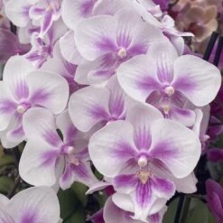 Lavender Splash Phalaenopsis Orchid