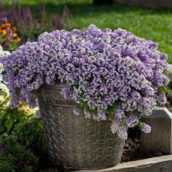 Lavender Stream™ Lobularia Plant