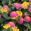Lil Miss Lantana Plant 1 Lil Miss Lantana Plant -Annual Plants Popular Shop lil miss lantana plant 463 detail