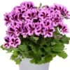 Aristo® Lilac Purple Regal Geranium Plant 1 Aristo® Lilac Purple Regal Geranium Plant -Annual Plants Popular Shop lilac aristo regal geranium plant 1316 detail