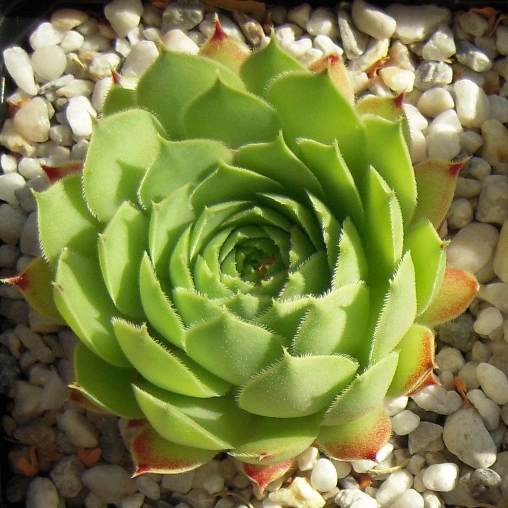 Limelight Sempervivum (Hens And Chicks) 3 Limelight Sempervivum (Hens And Chicks)