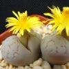 Lithops Living Stones