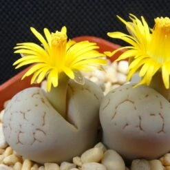 Lithops Living Stones