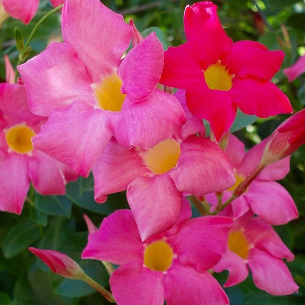 Little Red Riding Hood Mandevilla 3 Little Red Riding Hood Mandevilla