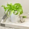 Living Lace™ Hurricane Fern 2 Living Lace™ Hurricane Fern -Annual Plants Popular Shop living lace hurricane birds nest fern plant 2021 detail