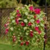 Lofos® Compact Rose Lophospermum Plant -Annual Plants Popular Shop lofos compact rose lophospermum plant 42 detail