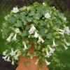 Lofos® Compact White Lophospermum Plant 2 Lofos® Compact White Lophospermum Plant -Annual Plants Popular Shop lofos compact white lophospermum plant 73 detail