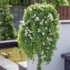 Lofos® Trailing White Lophospermum Plant 1 Lofos® Trailing White Lophospermum Plant -Annual Plants Popular Shop lofos trailing white lophospermum plant 647 detail
