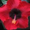 Louisiana Flash Cajun Hibiscus -Annual Plants Popular Shop louisiana flash cajun hibiscus plant 1309 detail