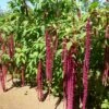 Love Lies Bleeding Amaranthus -Annual Plants Popular Shop love lies bleeding amaranthus plant 2317 detail