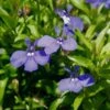 Lucia® Dark Blue Lobelia -Annual Plants Popular Shop lucia dark blue lobelia plant 751 detail