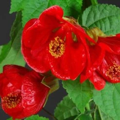 Lucky Lantern Red Abutilon