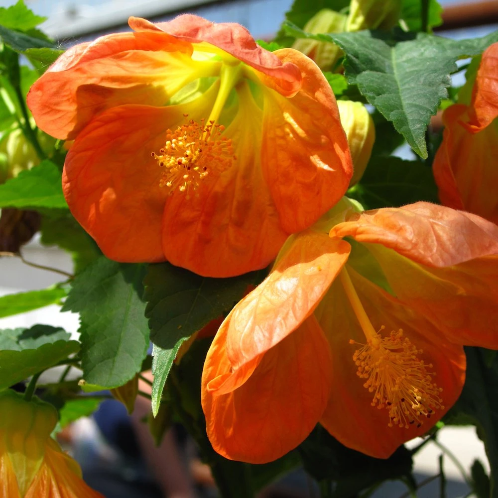Lucky Lantern Tangerine Abutilon 3 Lucky Lantern Tangerine Abutilon