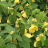 Lucky Lantern Yellow Abutilon 2 Lucky Lantern Yellow Abutilon -Annual Plants Popular Shop lucky lantern yellow abutilon plant 529 detail