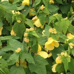Lucky Lantern Yellow Abutilon