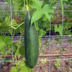 Luffa Gourd