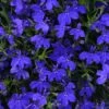 Magadi™ Basket Dark Blue Lobelia -Annual Plants Popular Shop magadi basket dark blue lobelia plant 28 detail