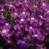 Magadi™ Basket Dark Purple Lobelia