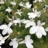 Magadi™ Basket White Lobelia