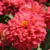 Magellan Coral Zinnia 1 Magellan Coral Zinnia -Annual Plants Popular Shop magellan coral flowers 304 detail