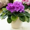 Magenta African Violet -Annual Plants Popular Shop magenta african violet plant 45 detail