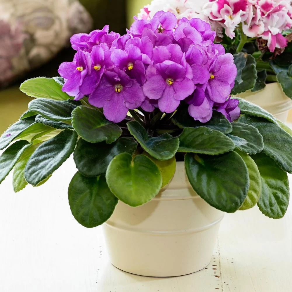 Magenta African Violet 3 Magenta African Violet