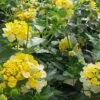 Magic Hour Lantana Plant -Annual Plants Popular Shop magic hour lantana plant 283 detail
