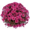 Belgian Mum® Magnus Violet Plant -Annual Plants Popular Shop magnus violet belgain mum plant 1505 detail