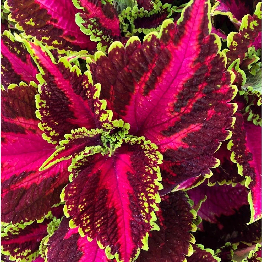 Main Street Ocean Drive Coleus Plant 3 Main Street Ocean Drive Coleus Plant