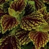 Main Street Venice Boulevard Coleus Plant -Annual Plants Popular Shop main street venice boulevard coleus plant 1313 detail