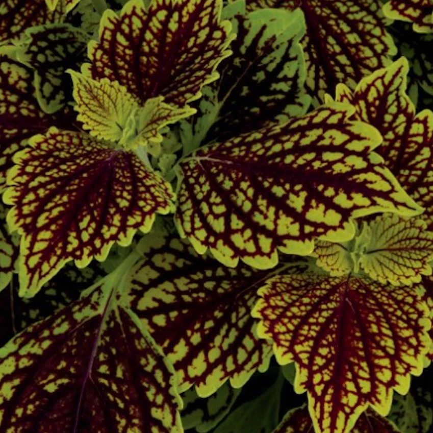 Main Street Venice Boulevard Coleus Plant 3 Main Street Venice Boulevard Coleus Plant