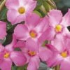 Sun Parasol® Giant Pink Mandevilla -Annual Plants Popular Shop mandevilla sunparasol giant pink plant 1827 detail