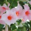 Sun Parasol® Original Cream Pink Mandevilla 1 Sun Parasol® Original Cream Pink Mandevilla -Annual Plants Popular Shop mandevilla sunparasol original cream pink 873 detail