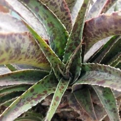 Cherry Chocolate Chip Mangave